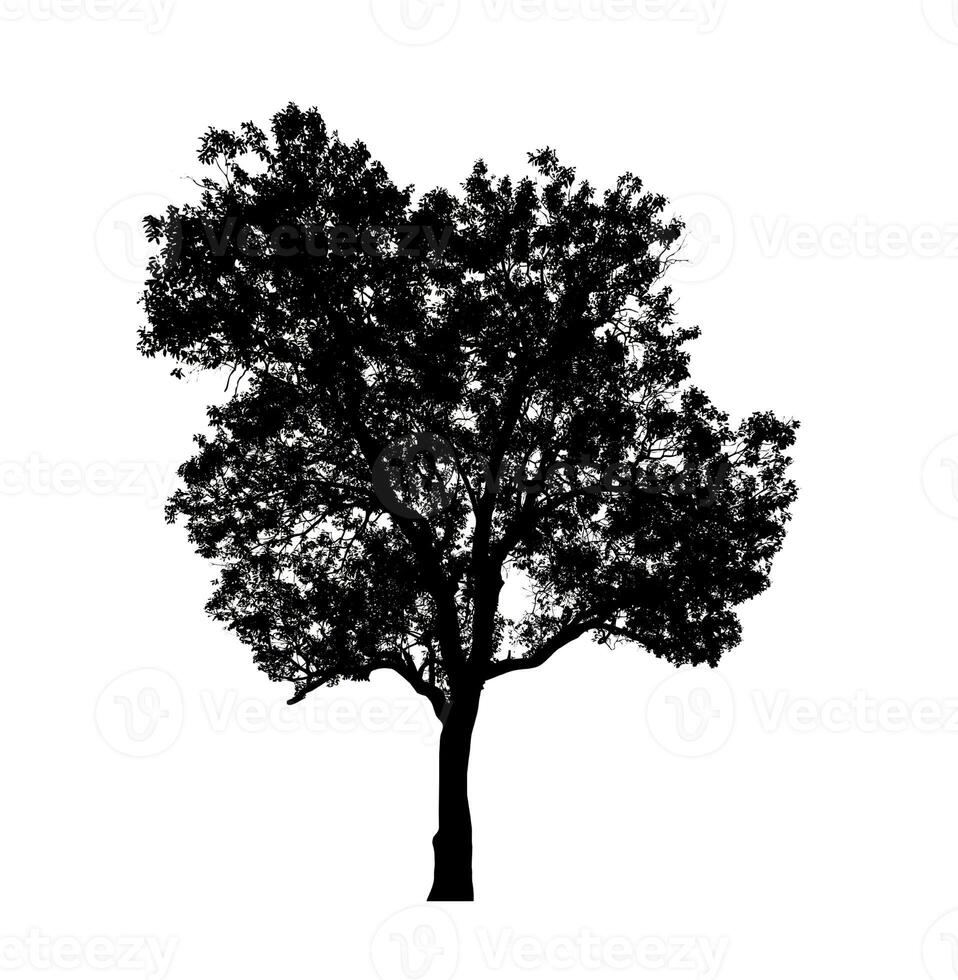 arbre silhouette pour brosse sur blanc Contexte. photo