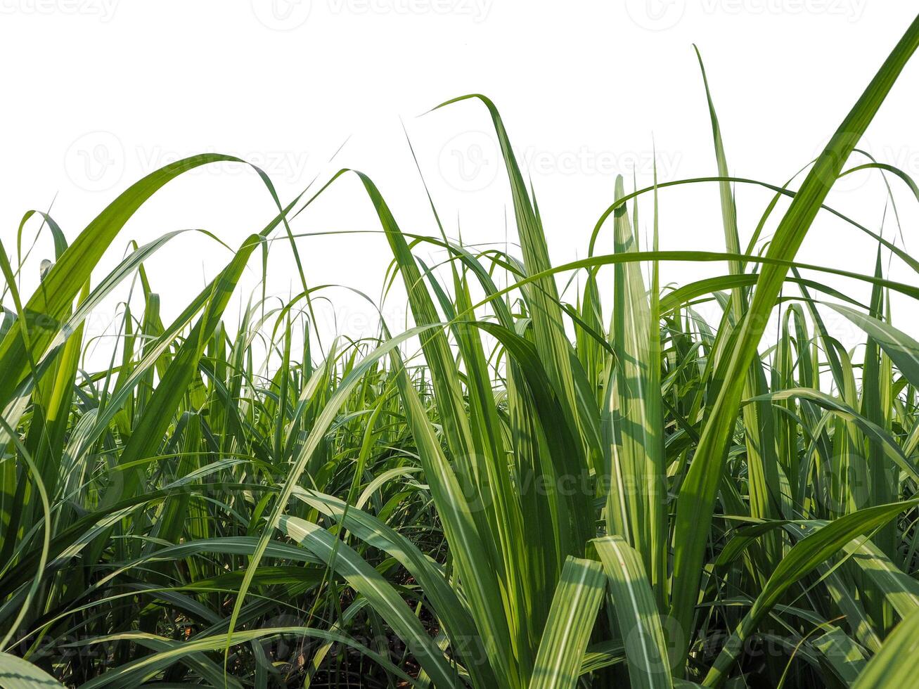 plantations de canne à sucre, la plante tropicale agricole en thaïlande photo