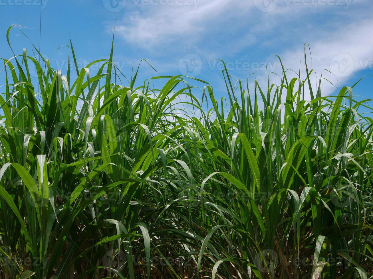 sucre canne avec ciel photo