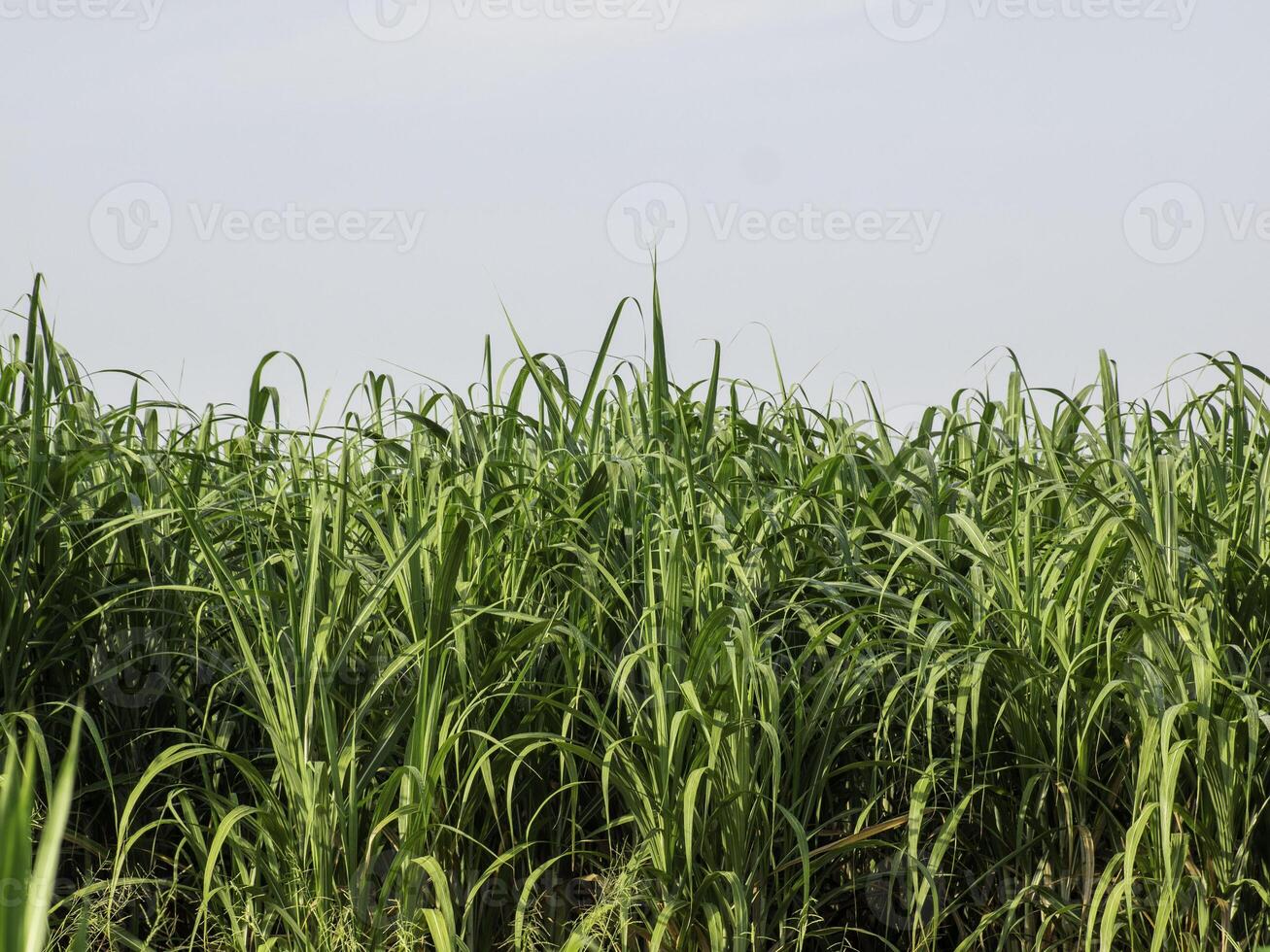 champ de canne à sucre au lever du soleil en thaïlande photo