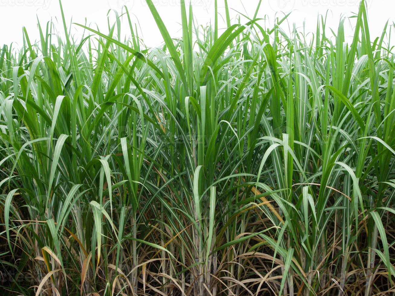 plantations de canne à sucre, la plante tropicale agricole en thaïlande. photo