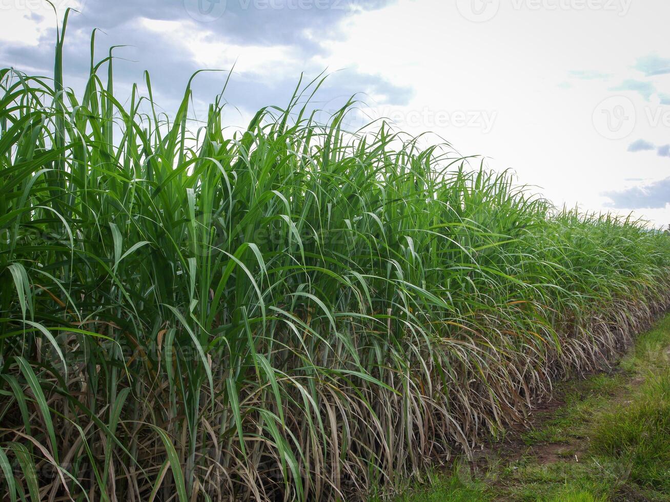 canne à sucre plantations, les agriculture tropical plante dans Thaïlande, des arbres grandir de le sol sur une ferme dans le récolte sur une saleté route avec brillant ciel photo