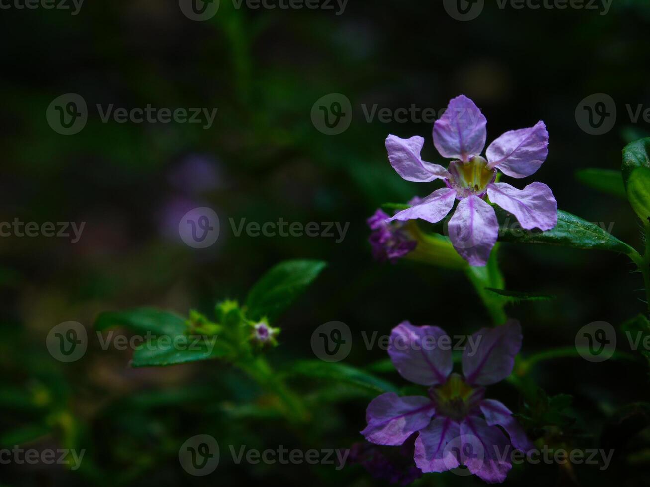 violet fleurs épanouissement dans printemps magnifique violet fleurs photo