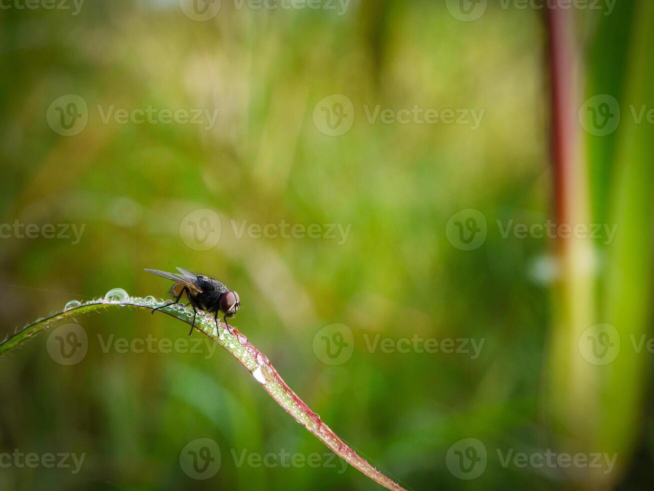 insectes voler, lumière vert herbe avec lumière du soleil photo