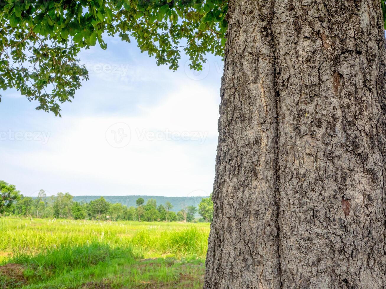 forêt arbre. la nature vert bois lumière du soleil arrière-plans. photo