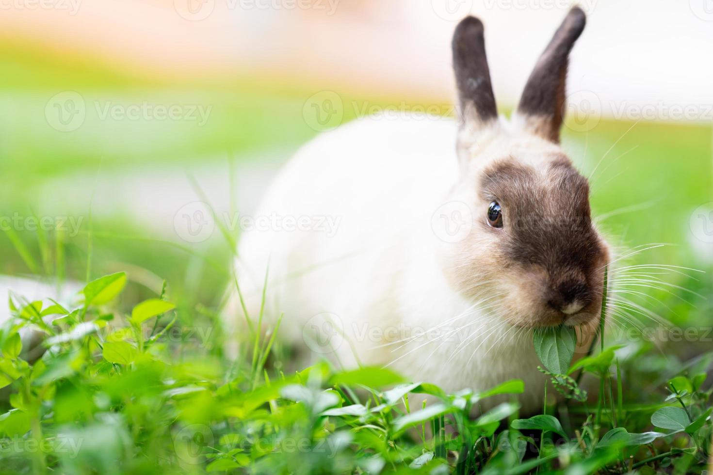 lapin mignon dans le pré frais vert. le lapin mange de délicieuses jeunes feuilles vertes. photo