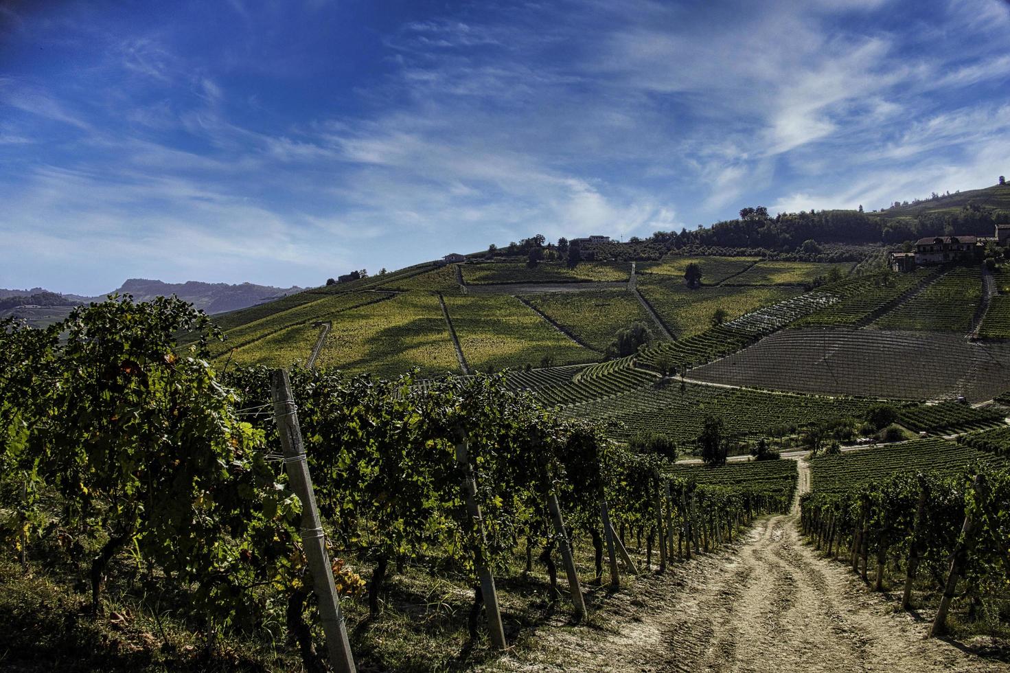 vignobles de raisin dans les langhes du piémont en automne pendant la période des vendanges photo