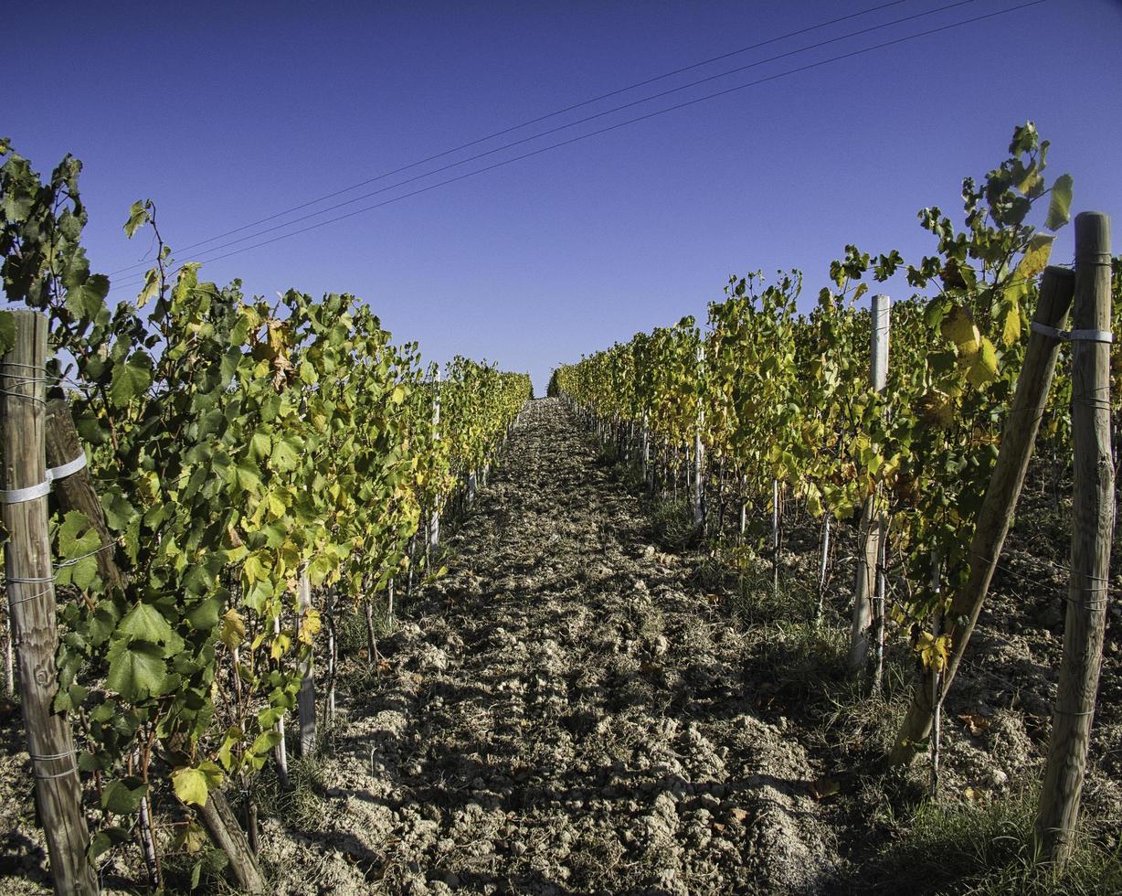 vignobles de raisin dans les langhes du piémont en automne pendant la période des vendanges photo