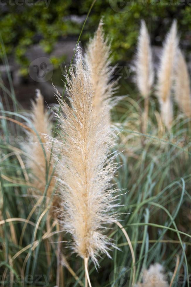 plante de la pampa avec ses plumes photo