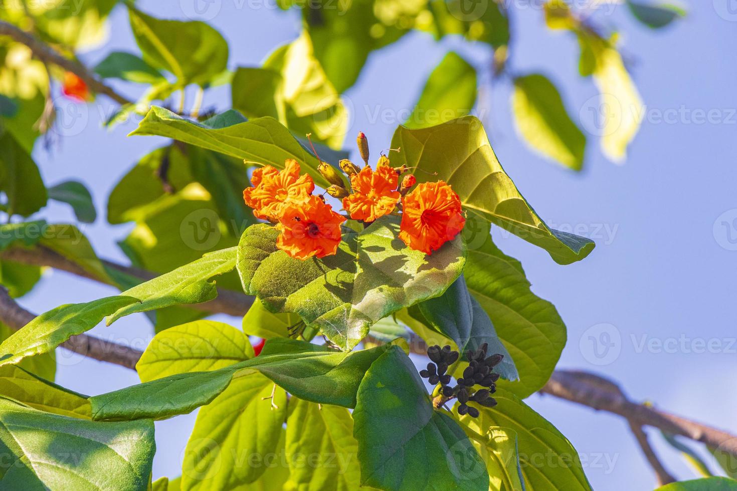 kou cordia subcordata arbre à fleurs avec ciel bleu au mexique. photo