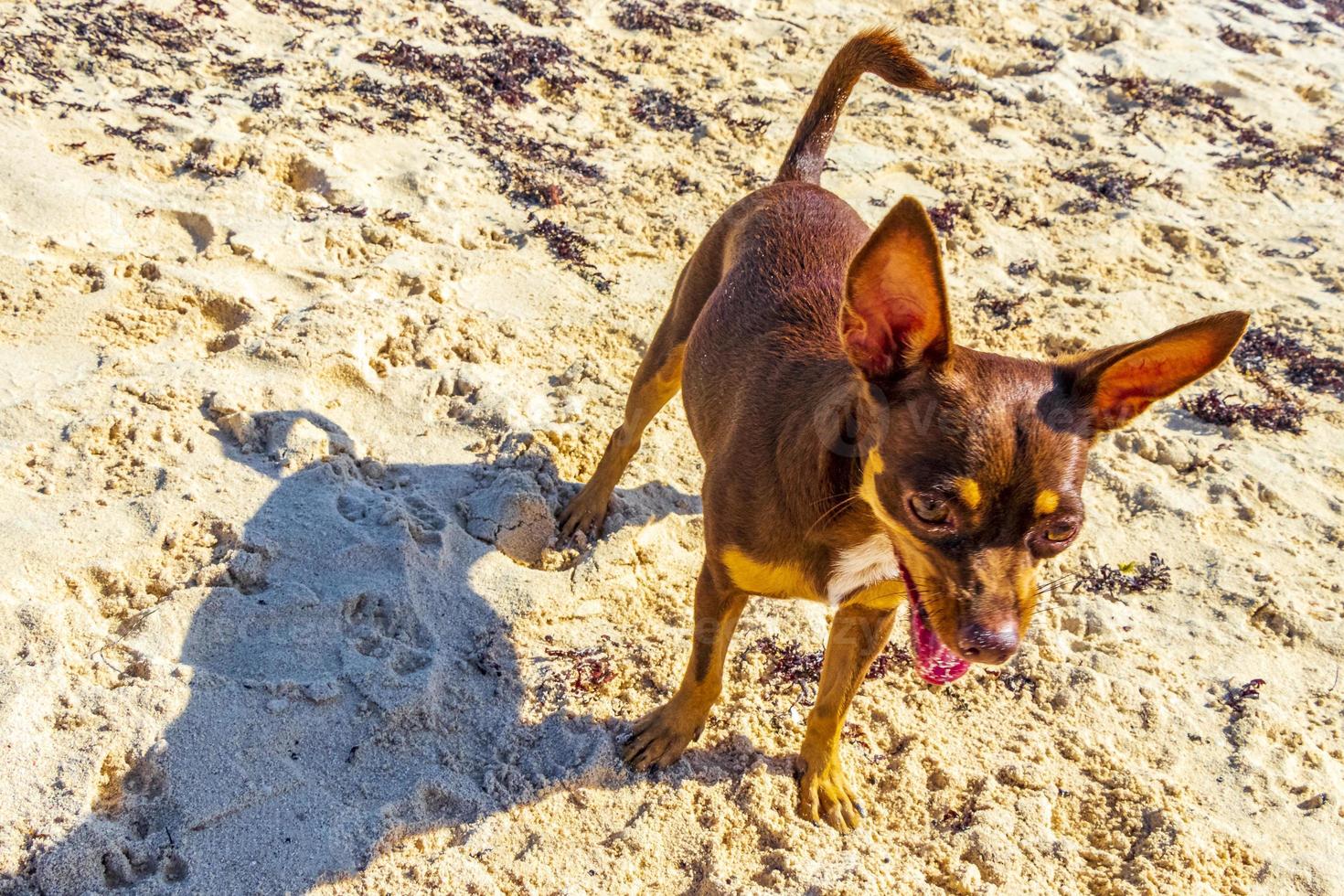 chien chihuahua mexicain sur la plage playa del carmen mexique. photo