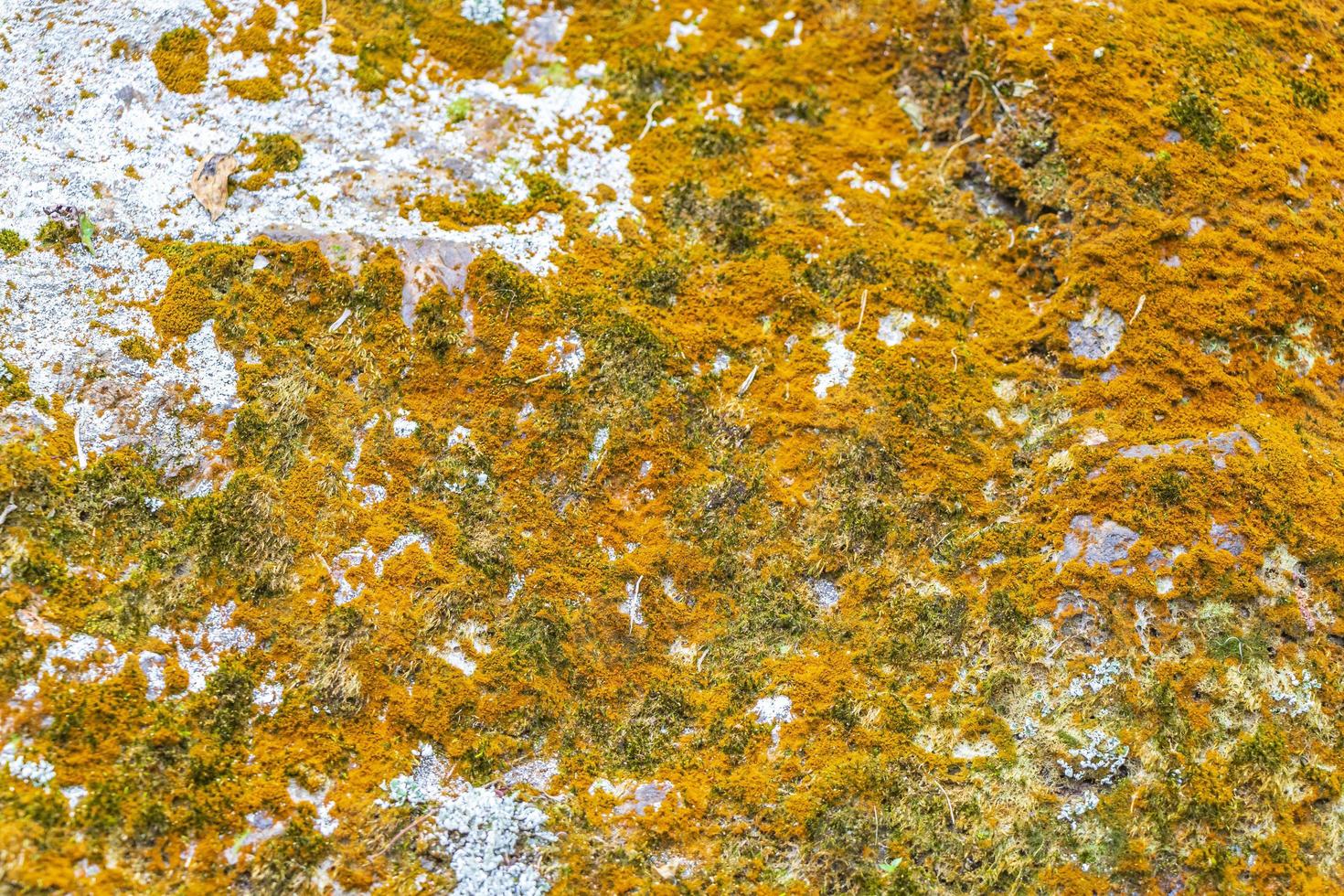 texture de roche en pierre avec de la mousse verte et du lichen au brésil. photo