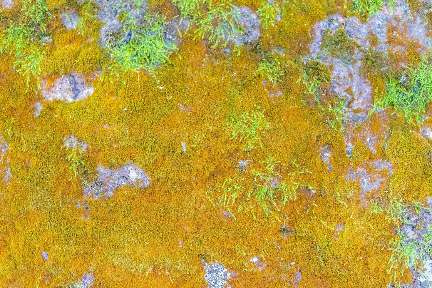 texture de roche en pierre avec de la mousse verte et du lichen au brésil. photo