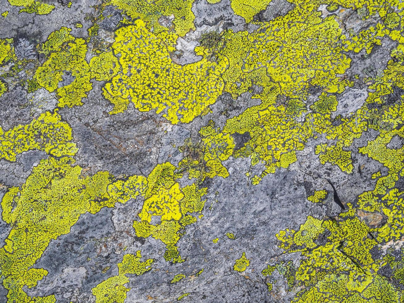 texture de roche en pierre avec de la mousse verte et du lichen en norvège. photo