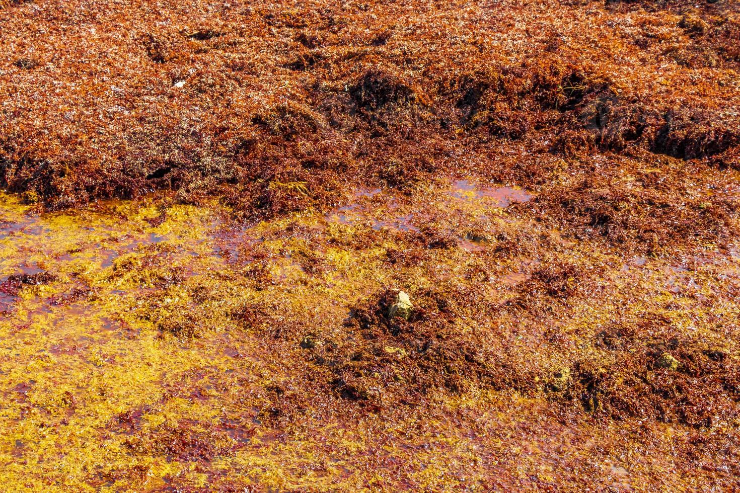 texture d'algues rouges sargazo à la plage playa del carmen mexique. photo