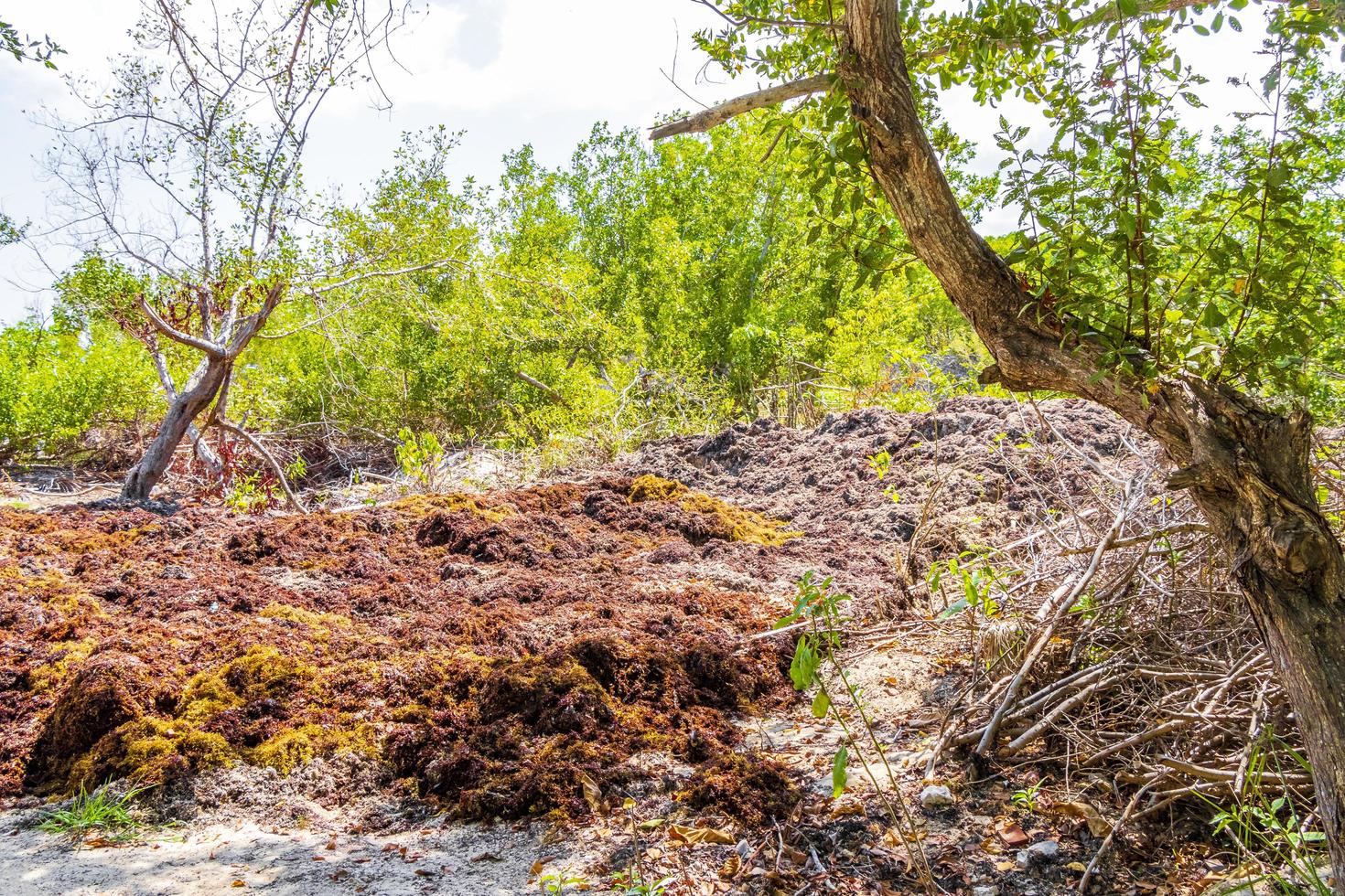 algues rouges très dégoûtantes plage de sargazo playa del carmen mexique. photo