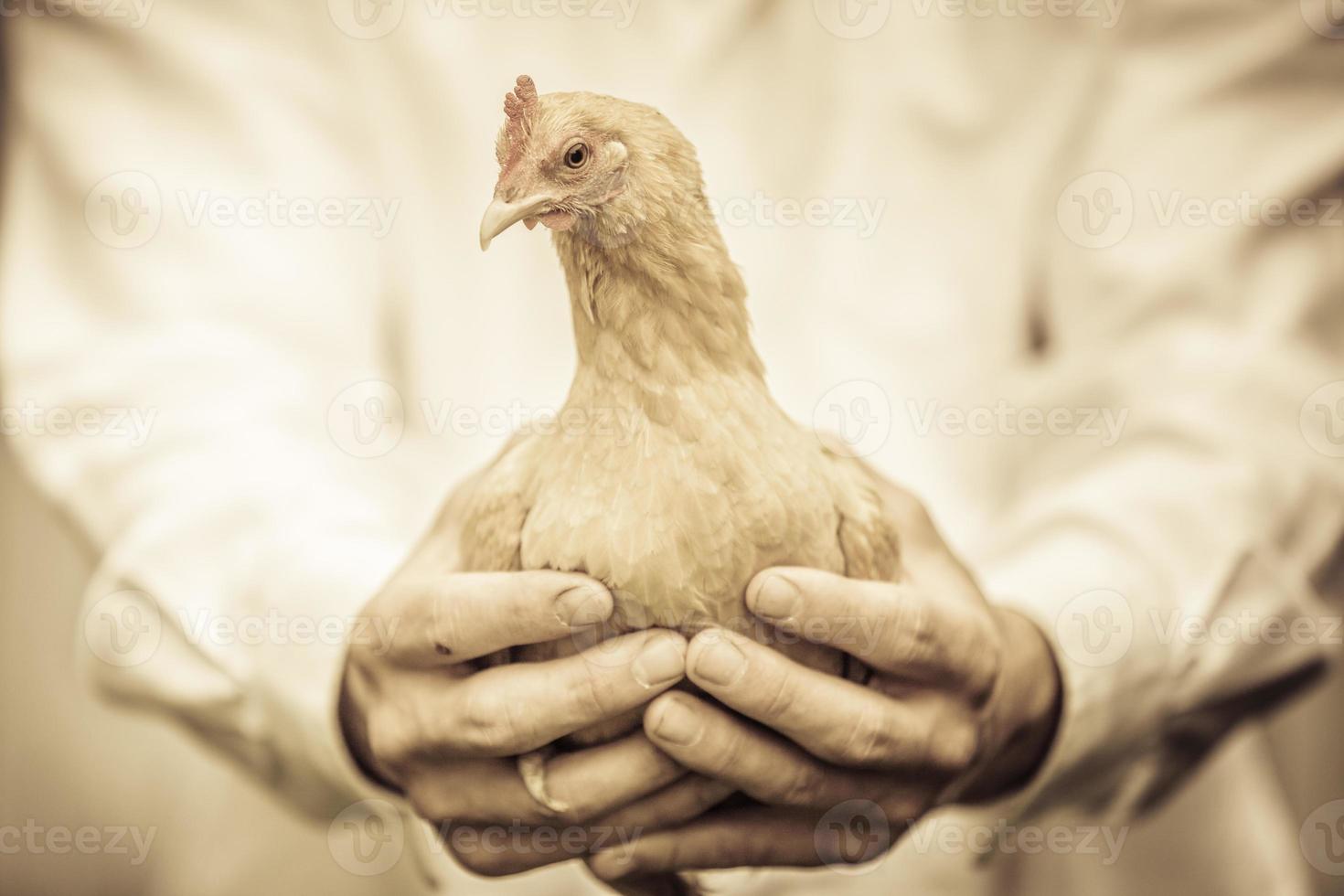 fermier tenant un poulet beige photo