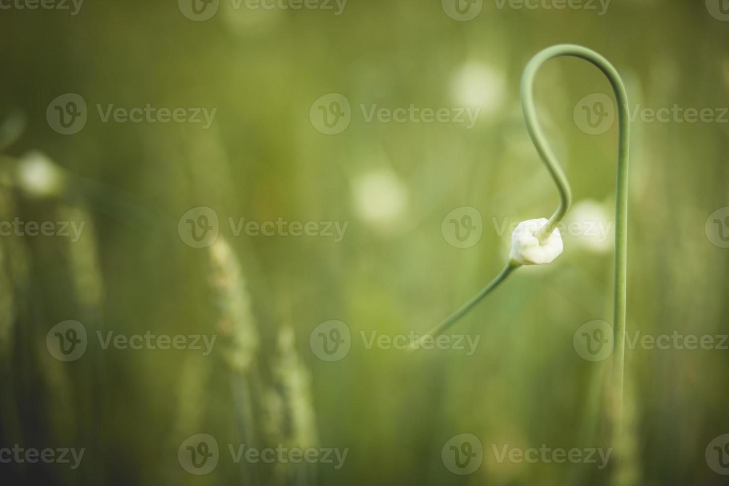 gros plan d'une fleur d'ail photo