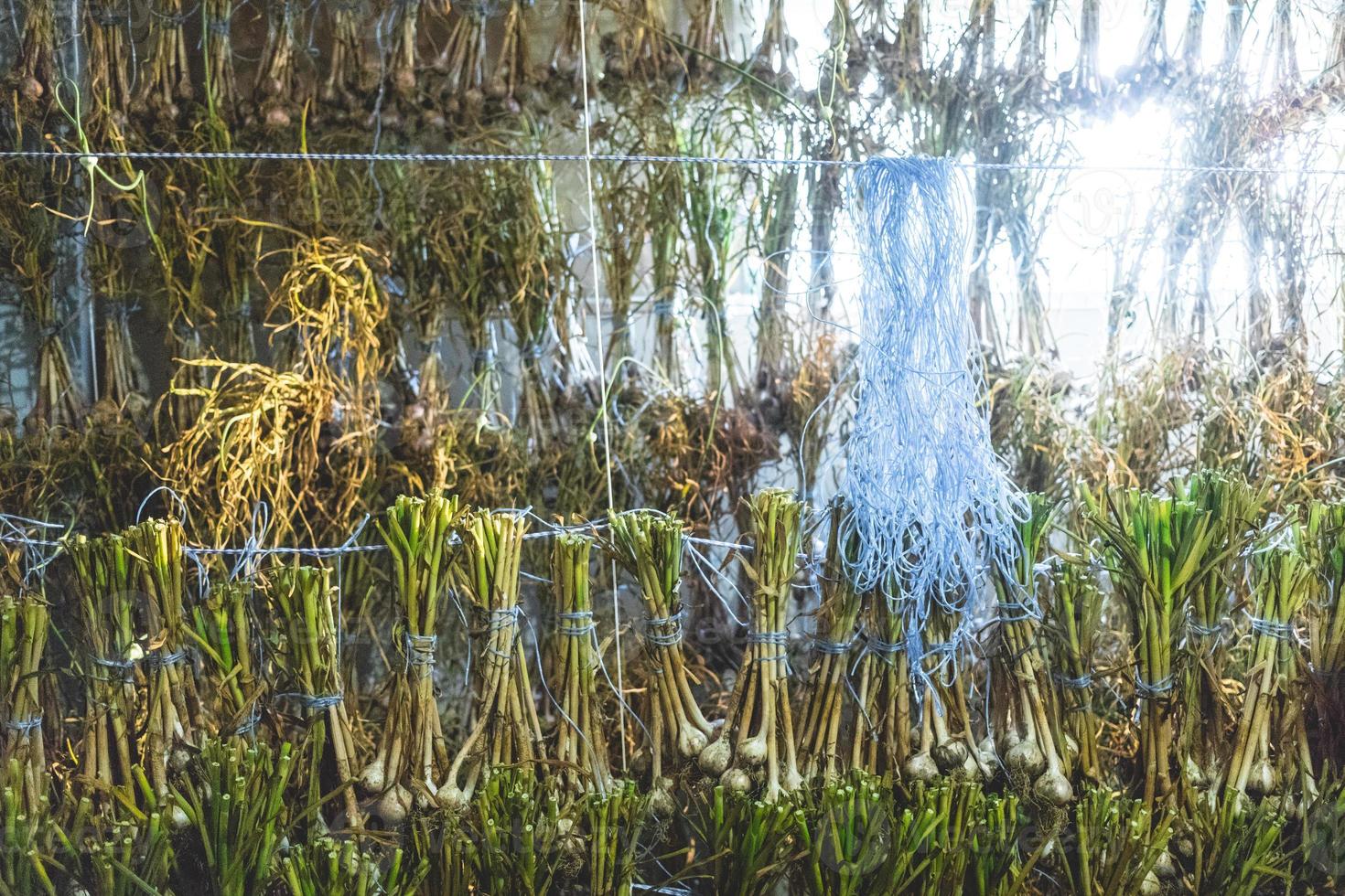 beaucoup d'ail qui sèche à l'intérieur photo