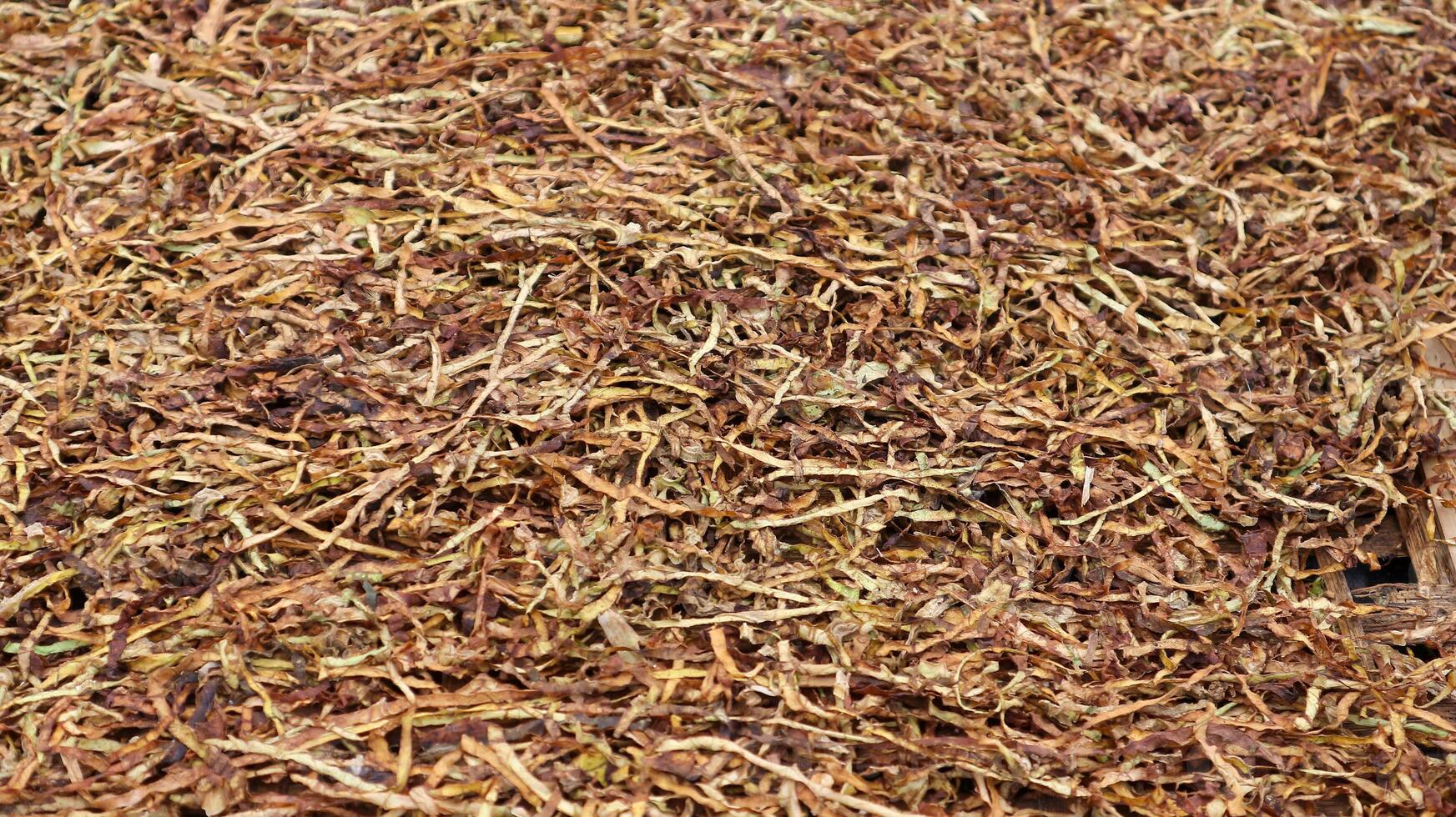 séché fumeur le tabac. séchage le tabac feuilles dans le soleil, Indonésie. photo