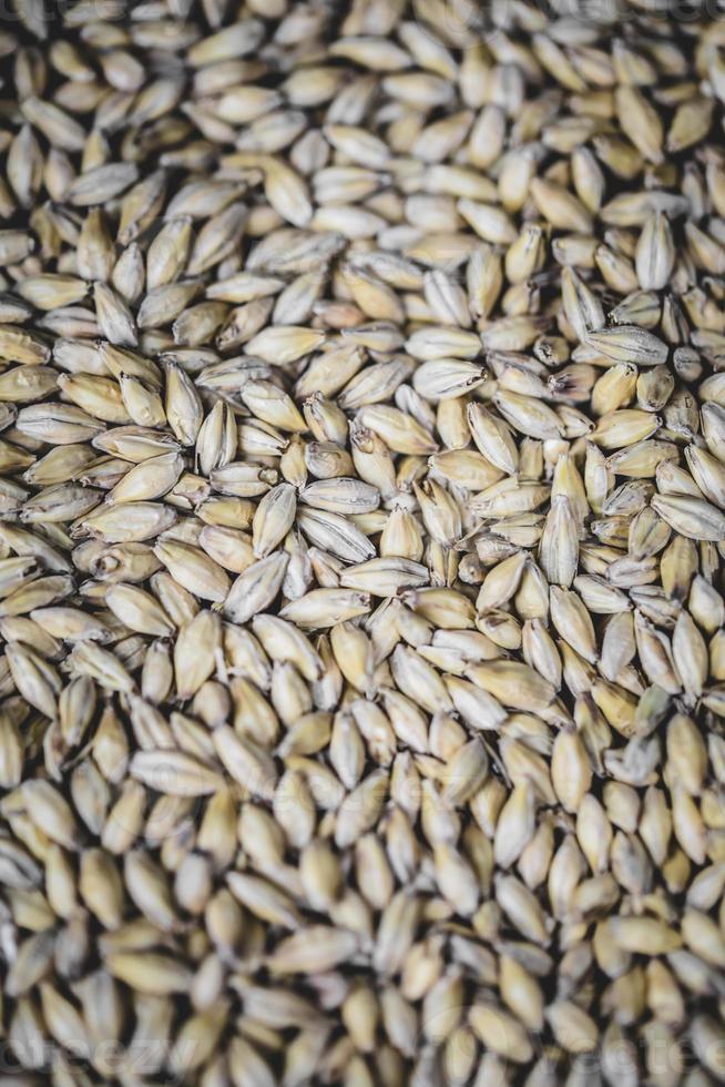 texture de grain de bière d'orge maltée en studio. photo