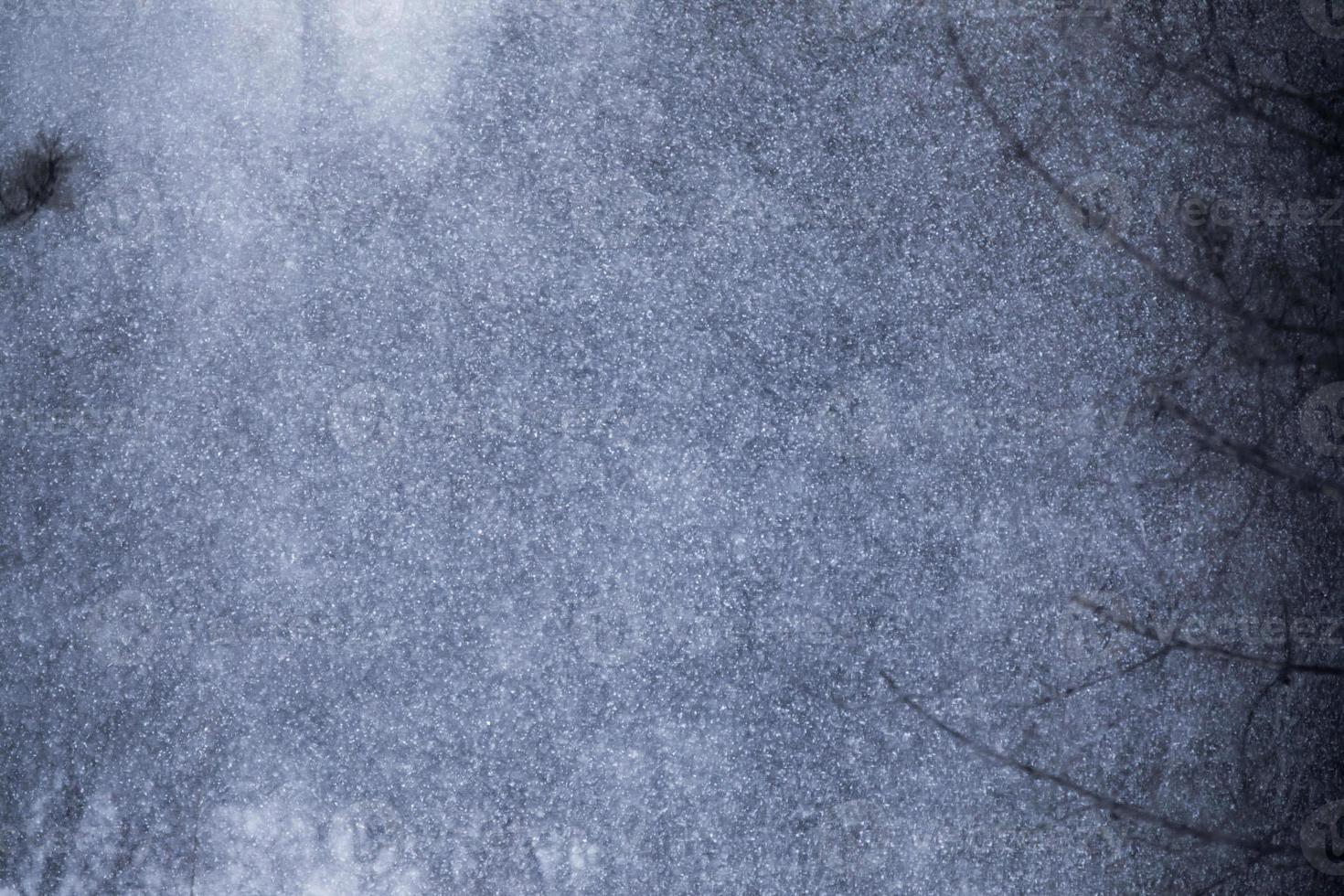 forte tempête de neige dans une forêt de pins photo