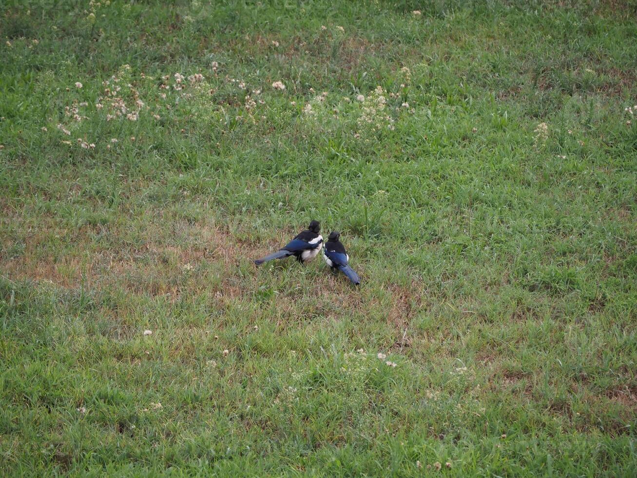 eurasien pie oiseau animal photo