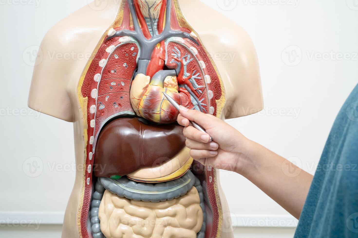 étudiant adolescent apprentissage anatomie la biologie avec Humain corps modèle dans salle de cours à haute école. photo