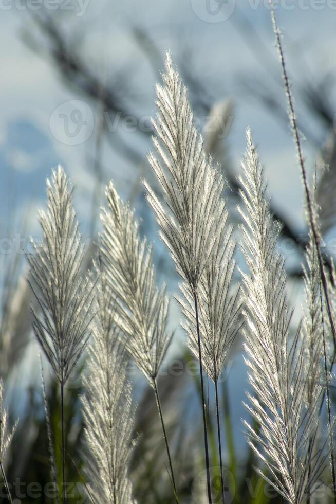 blanc herbe fleur photo