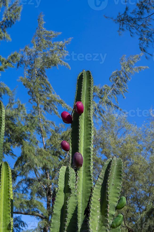 proche en haut de cactus fruit sur arbre. photo