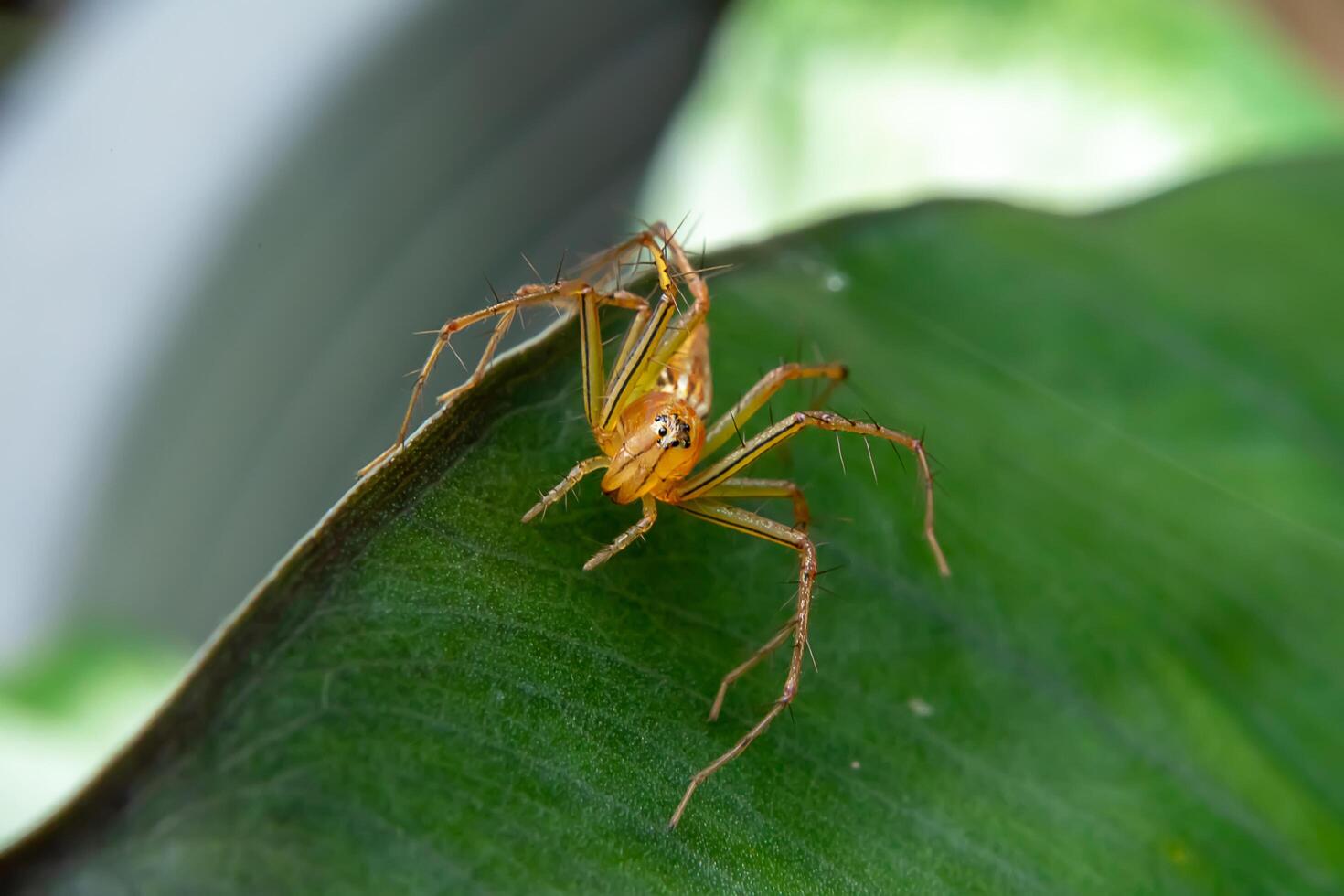 Jaune araignée sur le feuille. photo