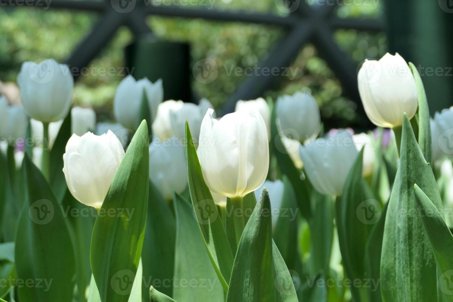 tulipes fleur magnifique dans jardin plante photo
