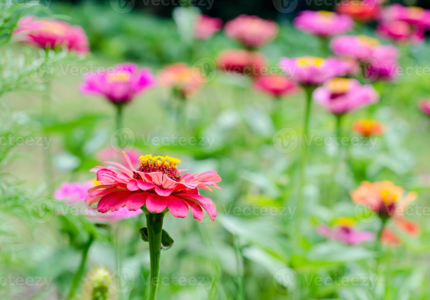 zinnia fleurs fermer photo