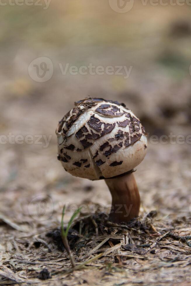 sauvage marron et blanc champignon photo
