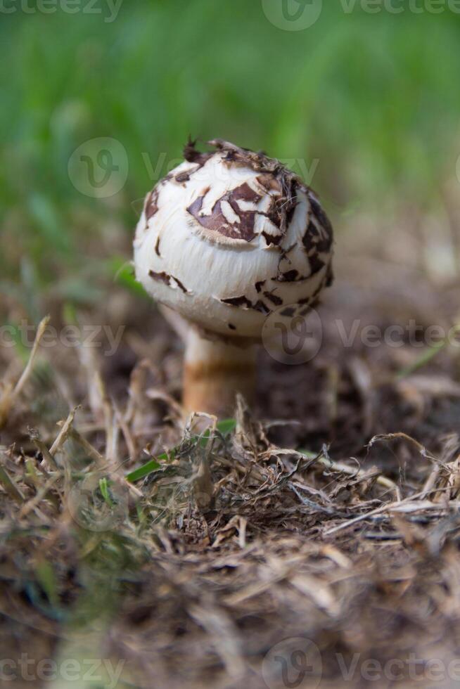 sauvage marron et blanc champignon photo