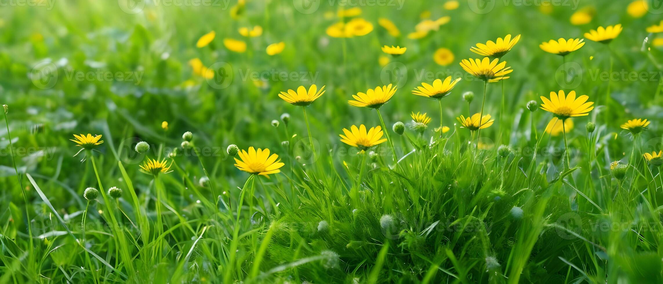 magnifique vert herbe et sauvage Jaune fleurs sur le pelouse en plein air dans Matin. printemps été Naturel Contexte. photo