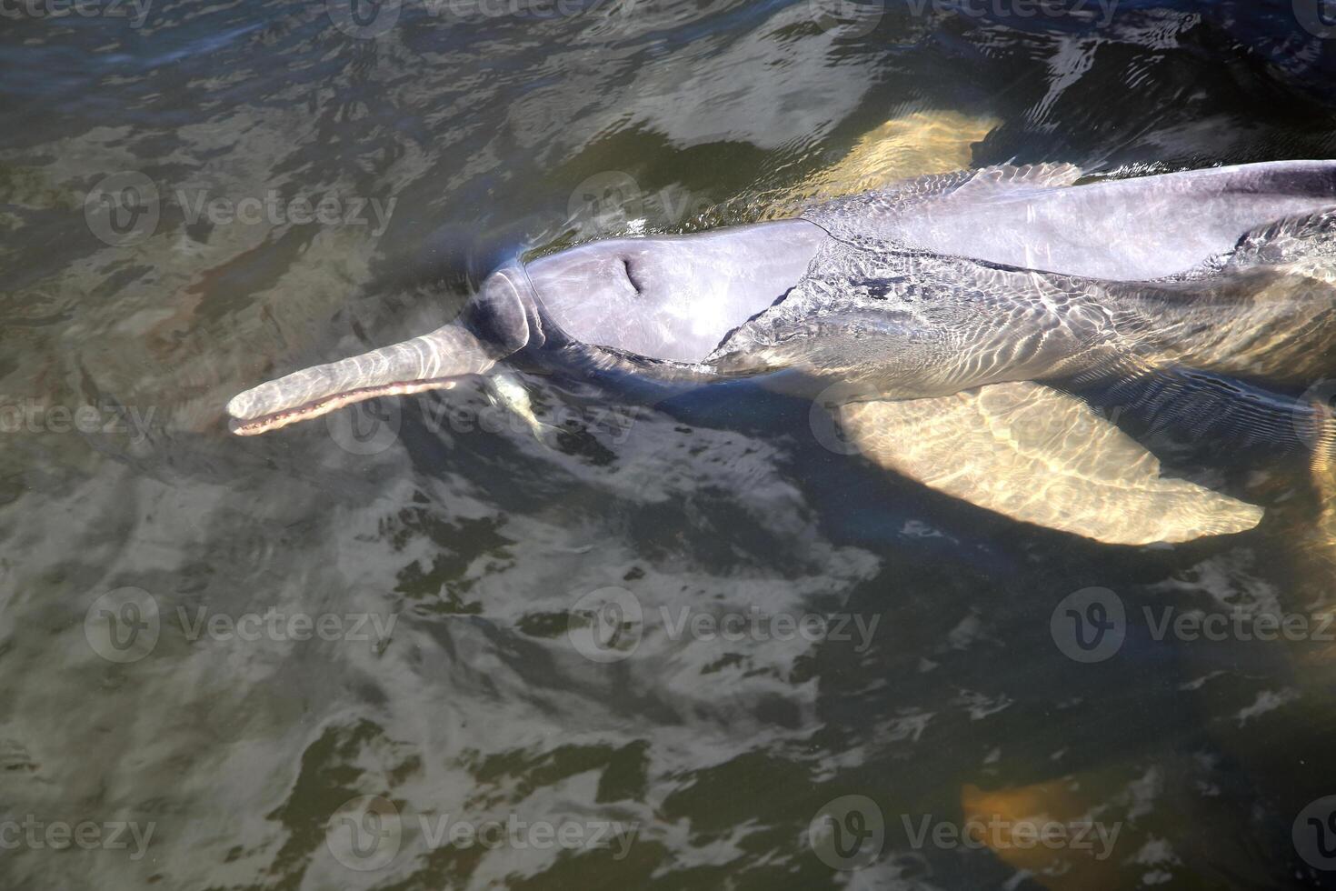 gris dauphin, amical mammifère cette existe dans quantité dans le tocantins rivière dans belém faire para, Brésil photo