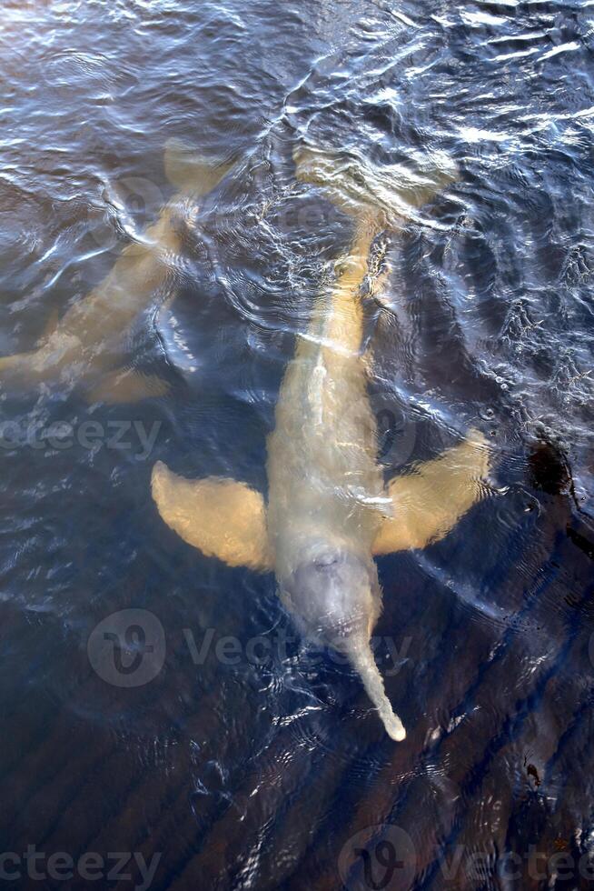 gris dauphin, amical mammifère cette existe dans quantité dans le tocantins rivière dans belém faire para, Brésil photo