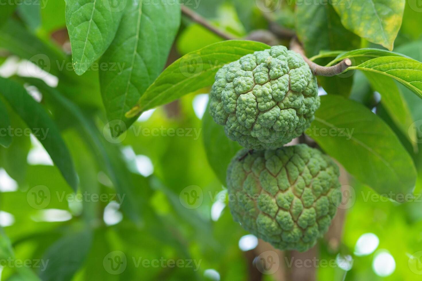 Crème Pomme mûrit tandis que encore sur le arbre. Crème Pomme ou sucre Pomme est fruit dont la chair est blanc et a ovale graines. la chair est sucré et délicieux à manger est communément a trouvé dans tropical des pays photo