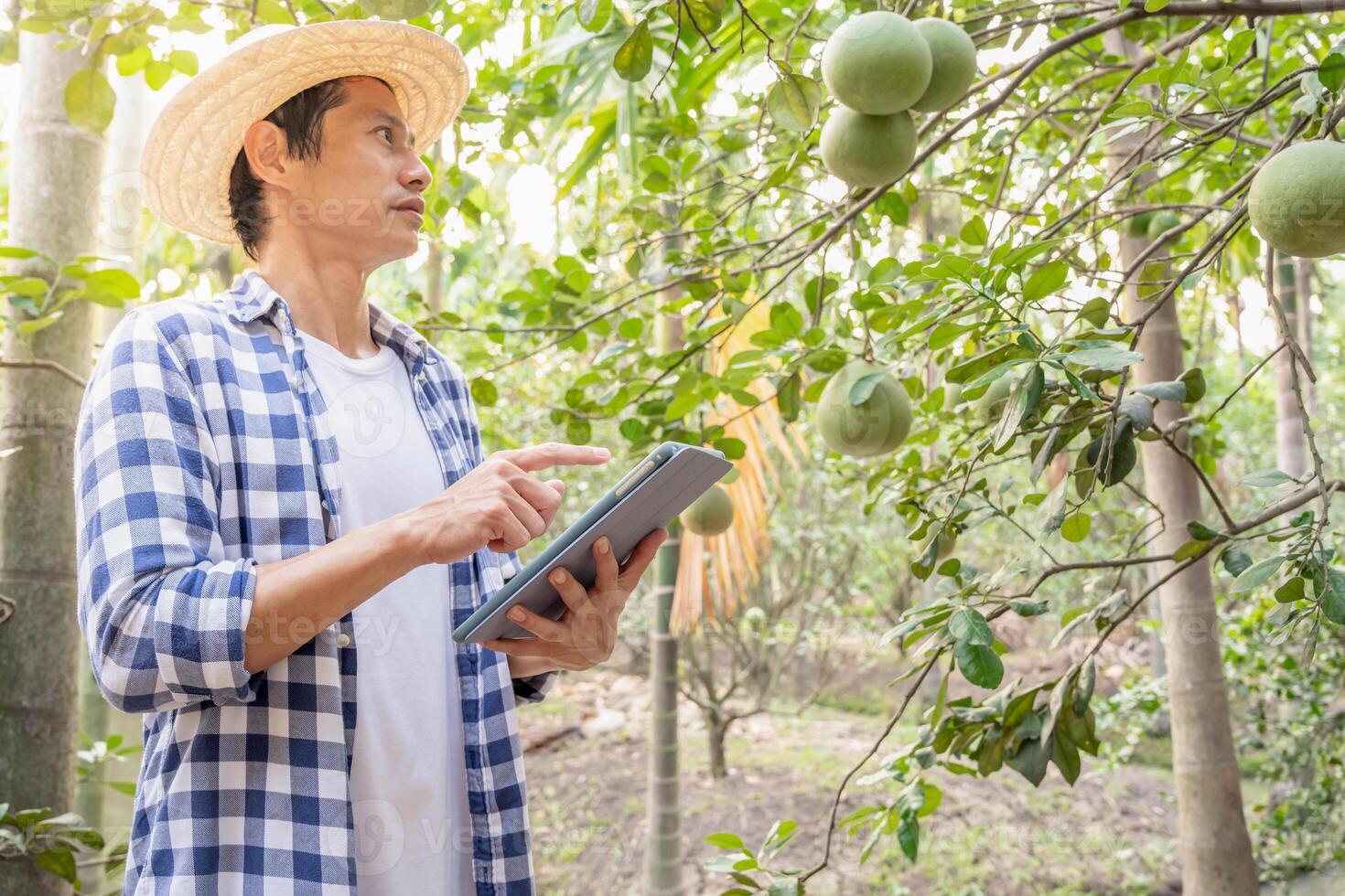 biologique agriculture, fruit cultiver. Les agriculteurs revérifier qualité record sur application sur tablette. pomélo grandir naturellement, écologique biologique, en bonne santé, technologie, non toxique, récolte, scientifique , académie photo