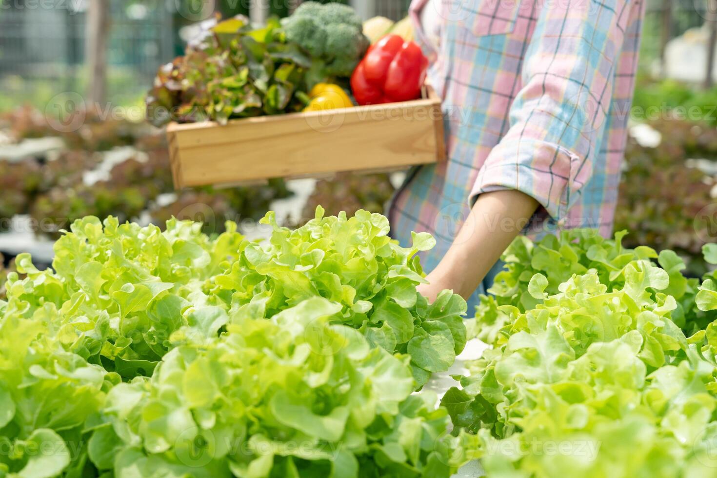 agriculture biologique, saladerie. les agriculteurs récoltent les légumes à salade dans des caisses en bois sous la pluie. les légumes hydroponiques poussent naturellement. jardin de serre, biologique écologique, sain, végétarien, écologie photo