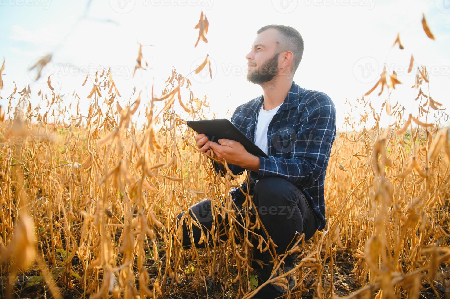 Jeune agronome détient tablette toucher tampon ordinateur dans le soja champ et examiner cultures avant récolte. secteur agroalimentaire concept. agricole ingénieur permanent dans une soja champ avec une tablette. photo