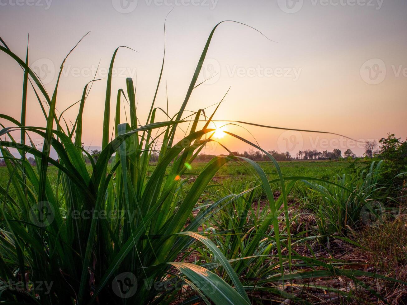 plantations de canne à sucre, la plante tropicale agricole en thaïlande photo