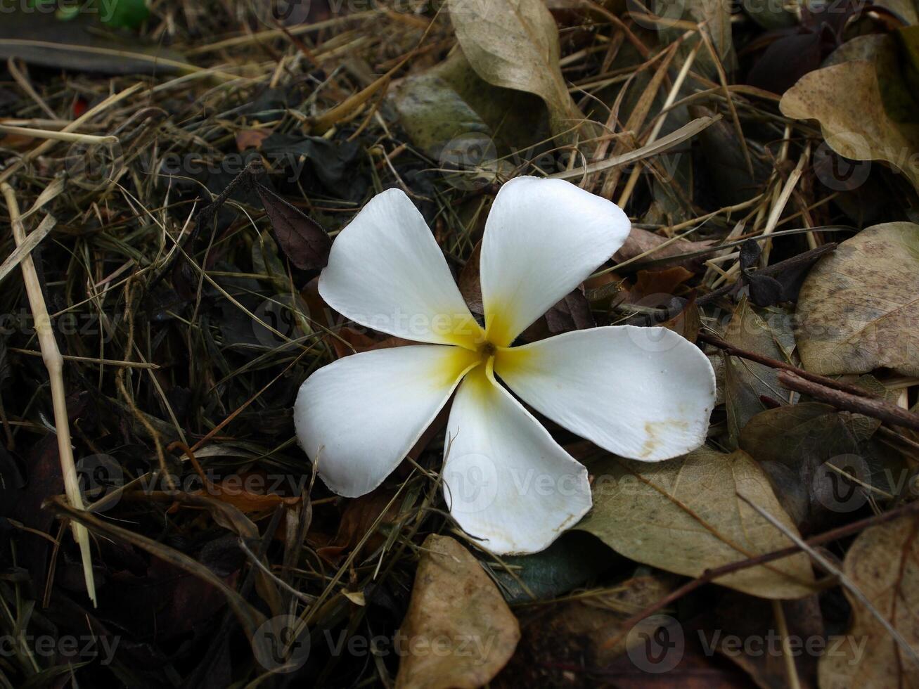 blanc fleurs sur le route. photo