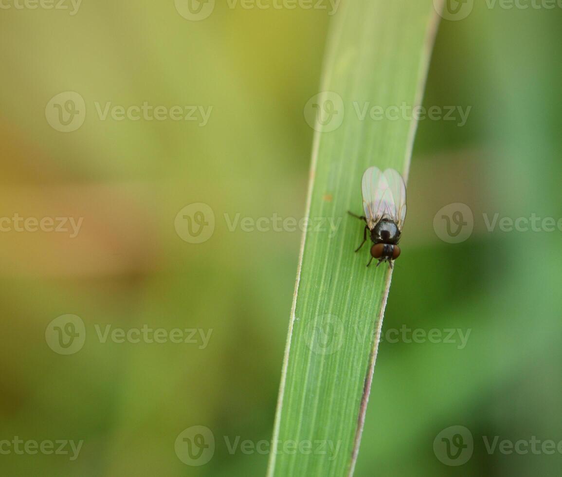 insectes voler, lumière vert herbe avec lumière du soleil photo