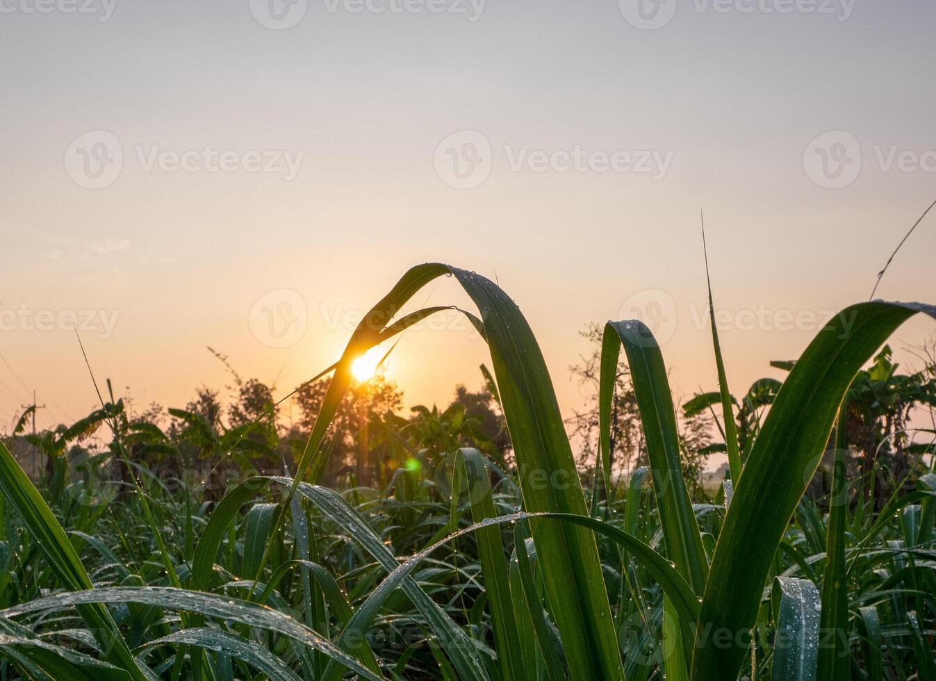 canne à sucre plantations, tropical végétaux, agriculture et couchers de soleil dans Thaïlande photo