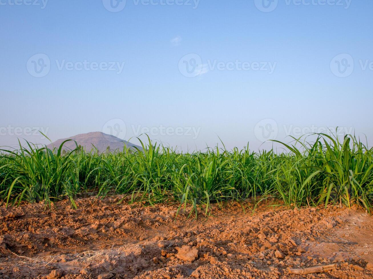 plantations de canne à sucre, la plante tropicale agricole en thaïlande photo