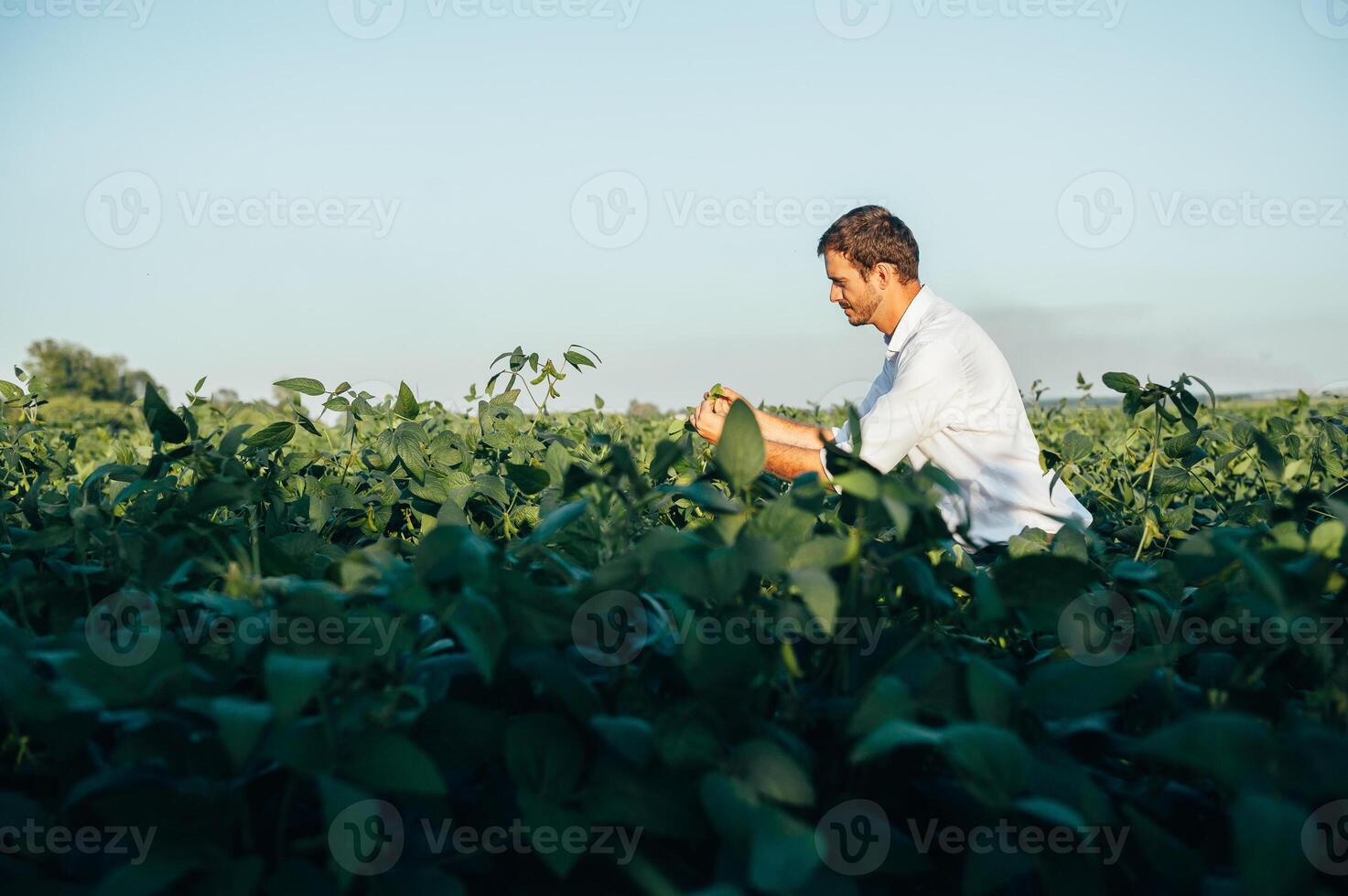 agronome détient tablette toucher tampon ordinateur dans le soja champ et examiner cultures avant récolte. secteur agroalimentaire concept. agricole ingénieur permanent dans une soja champ avec une tablette dans été. photo