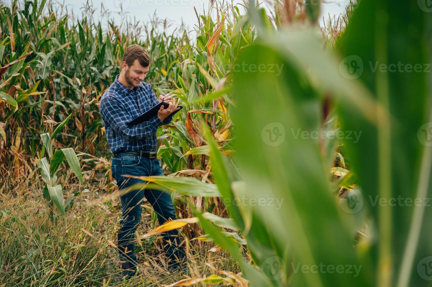 agronome détient tablette toucher tampon ordinateur dans le blé champ et examiner cultures avant récolte. secteur agroalimentaire concept. agricole ingénieur permanent dans une blé champ avec une tablette. photo