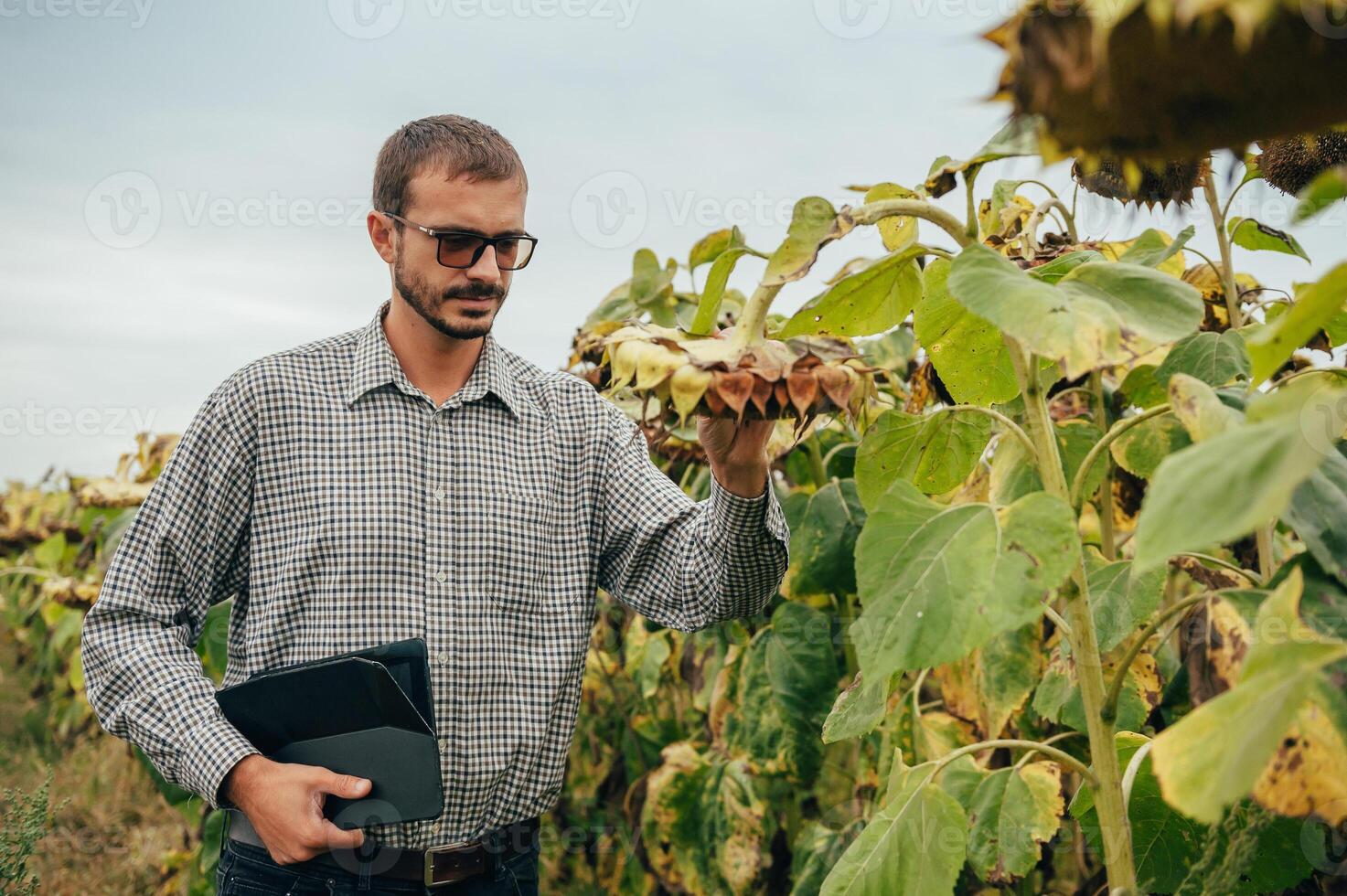 agronome détient tablette toucher tampon ordinateur dans le tournesol champ et examiner cultures avant récolte. secteur agroalimentaire concept. agricole ingénieur permanent dans une tournesol champ avec une tablette. photo